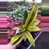 plant/Sansevieria Golden Flame-0-thumbnail