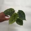 plant/Dragon Scale Mint-0-thumbnail