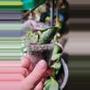 plant/Hoya imbricata B-1-thumbnail