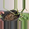 plant/Monstera deliciosa SF albo-4-thumbnail
