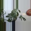 plant/Monstera deliciosa var. Sierrana-2-thumbnail