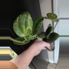 plant/Hoya Candy cutting, Low variegation DEAL-0-thumbnail