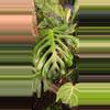 plant/Monstera deliciosa var. Sierrana-0-thumbnail