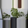 plant/Monstera deliciosa var. Sierrana-1-thumbnail