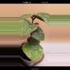 plant/Imbricata hybrid WRX103-101-0-thumbnail