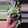 plant/Hoya compacta variegated-0-thumbnail