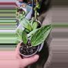 plant/Hoya rangsan C-0-thumbnail
