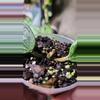 plant/Hoya rangsan A-2-thumbnail