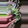 plant/Hoya rangsan A-0-thumbnail