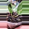 plant/Hoya rangsan C-2-thumbnail
