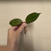 plant/Hoya gunung gading-0-thumbnail