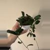 plant/Hoya rotundiflora, looooooooooong trailing-0-thumbnail
