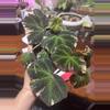 plant/#224 Begonia Soli-Mutata 4” plant-0-thumbnail