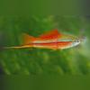 plant/Hifin Pinaple Swordtail Pair-0-thumbnail