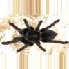 plant/Cyriopagopus minax "Big Black' (Thai Earth Tiger Tarantula) 0.5-0.75" FREE AFTER $150 SPENT-0-thumbnail