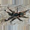 plant/Neoholothele incei (Trinidad Olive Tarantula) 0.5" FREE  AFTER $100 SPENT-0-thumbnail