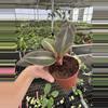 plant/Siderasis fuscata 4” pot growers choice-4-thumbnail