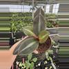 plant/Siderasis fuscata 4” pot growers choice-3-thumbnail