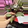 plant/#222 Hoya Pubicalyx Pink Silver Ghost-0-thumbnail