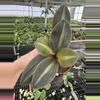 plant/Siderasis fuscata 4” pot growers choice-0-thumbnail