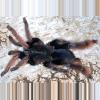 plant/Coremiocnemis hoggi (Malaysian Purple Femur Tarantula) 1" FREE AFTER $550 SPENT-0-thumbnail