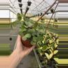 plant/Peperomia hope 6” hanging basket growers choice-3-thumbnail
