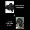 plant/Pap ‘Pacific Coast’ x Antolakii ‘Scott Seed Grown’-3-thumbnail