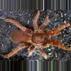 plant/Pelinobius muticus (King Baboon Tarantula) 0.75" FREE AFTER $150 SPENT-0-thumbnail