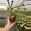 plant/Peperomia hope 6” hanging basket growers choice-4-thumbnail