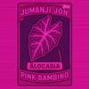 plant/Alocasia Pink Bambino TC-0-thumbnail