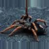 plant/Kochiana brunnipes (Dwarf Pink Leg Tarantula) 0.25-0.5" FREE AFTER $200 SPENT-0-thumbnail
