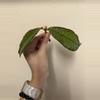 plant/Hoya gunung gading (fresh cut, now rooting in water)-0-thumbnail