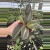 plant/Siderasis fuscata 4” pot growers choice-2-thumbnail