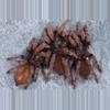 plant/Phlogiellus sp 'rusty legs' Tarantula 0.5" FREE AFTER $450 SPENT-0-thumbnail