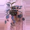 plant/Peperomia Piccolo Banda 0005-2-thumbnail