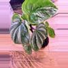 plant/Peperomia Ecuador 0001-2-thumbnail