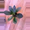 plant/Peperomia Red Congo 0009-1-thumbnail