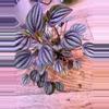 plant/Peperomia Piccolo Banda 0003-2-thumbnail