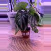 plant/Peperomia Ecuador 0001-0-thumbnail