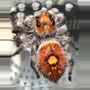 plant/ “Dragon’s Breath” Regal Jumping Spider (P. regalis)-0-thumbnail