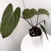 plant/Anthurium “Night Queen” Papillilaminum x Luxurians in Cataphyll-1-thumbnail