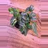 plant/Peperomia Watermelon 0002-1-thumbnail
