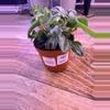 plant/Peperomia Watermelon 0002-0-thumbnail