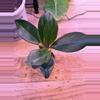 plant/Peperomia Red Edge 0006-2-thumbnail