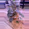 plant/Peperomia Piccolo Banda 0003-0-thumbnail