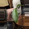 plant/441-Hoya SMS Wildflower unrooted cutting in Fluval mix-2-thumbnail