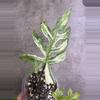 plant/Alocasia brancifolia Albo corm-2-thumbnail