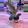 plant/Peperomia Red Edge 0004-0-thumbnail