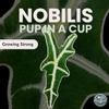 plant/Alocasia Nobilis-0-thumbnail