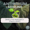 plant/Anthurium (BVEP x Fort Sherman) x  (Pap 8 x BVEP)-0-thumbnail